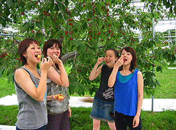 山中果樹園でのサクランボ狩りの様子「皆さん、美味しいさくらんぼを頬張り笑顔！」
