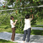 山中果樹園でのリンゴ狩りの様子1